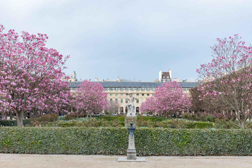 Magnolia spring blossom photoshoot in Jardin du Palais Royal in Paris