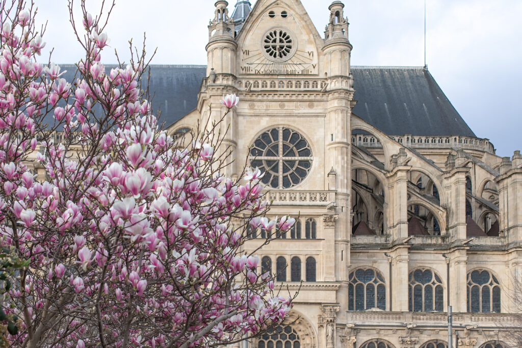 Magnolia blossom in Jardin Nelson Mandela in Paris