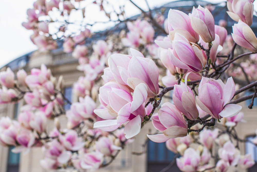 Magnolia blossoms in Jardin Nelson Mandela at Les Halles in Paris