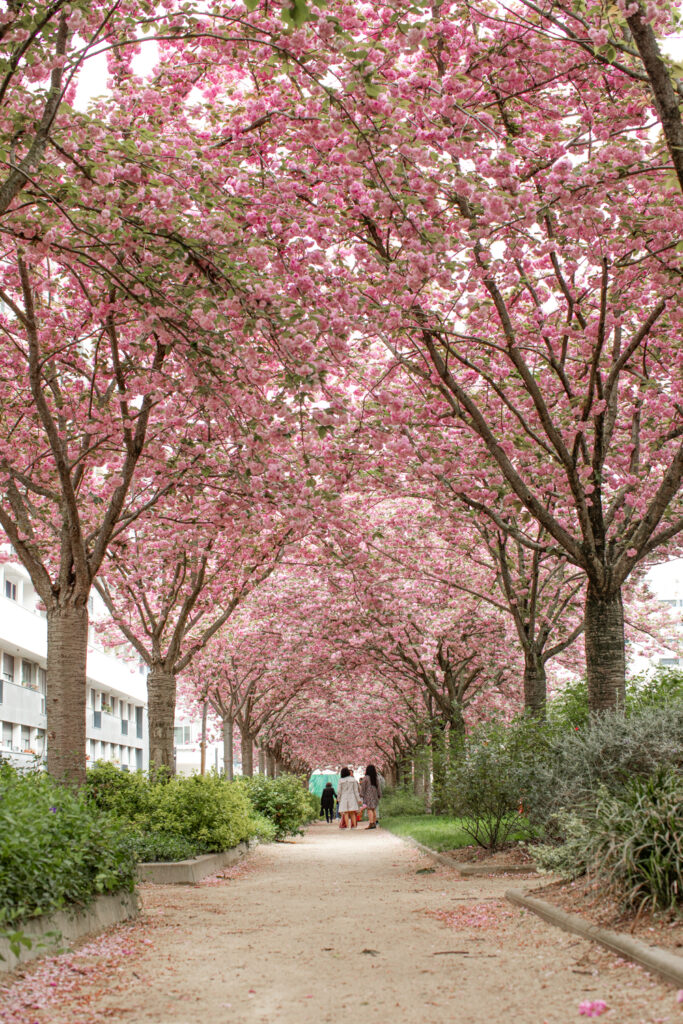 Tunnel of cherry blossom sakura trees in Mail de Bievre in Paris