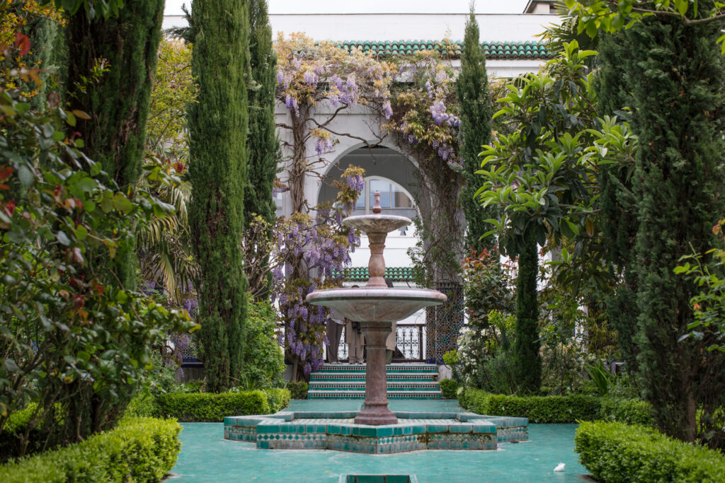 Wisteria blossom in the Grande Mosquee in Paris