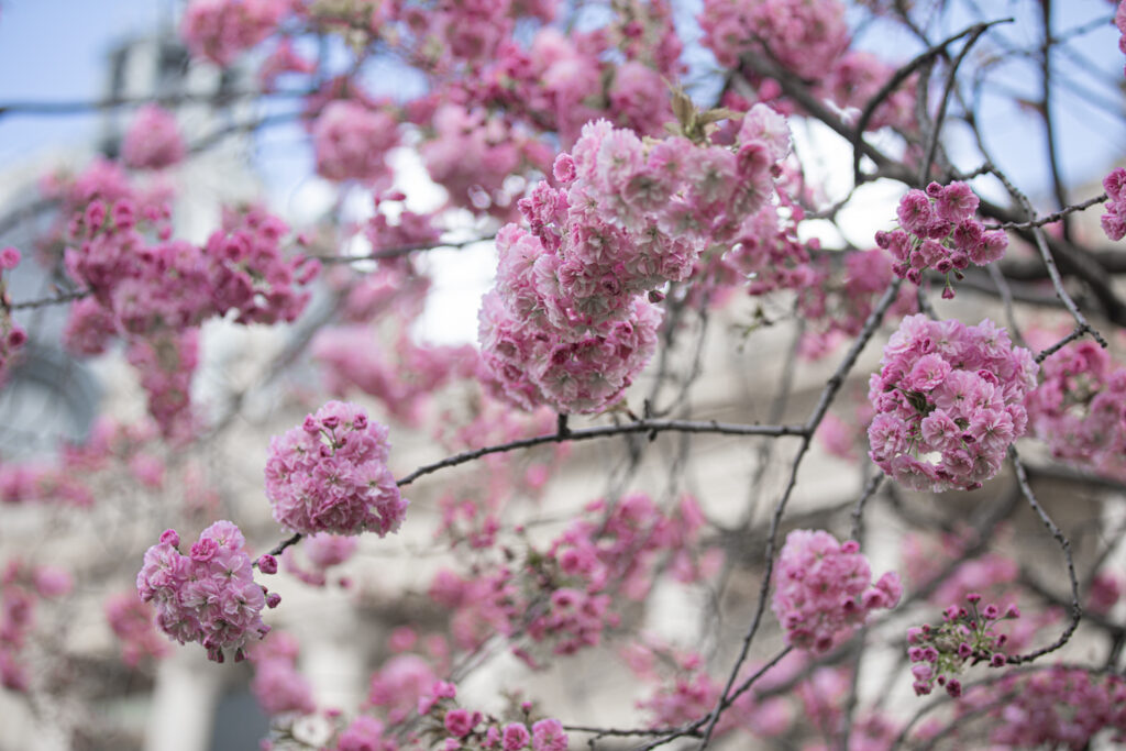 Cherry blossom in front of Petit Palais in Paris