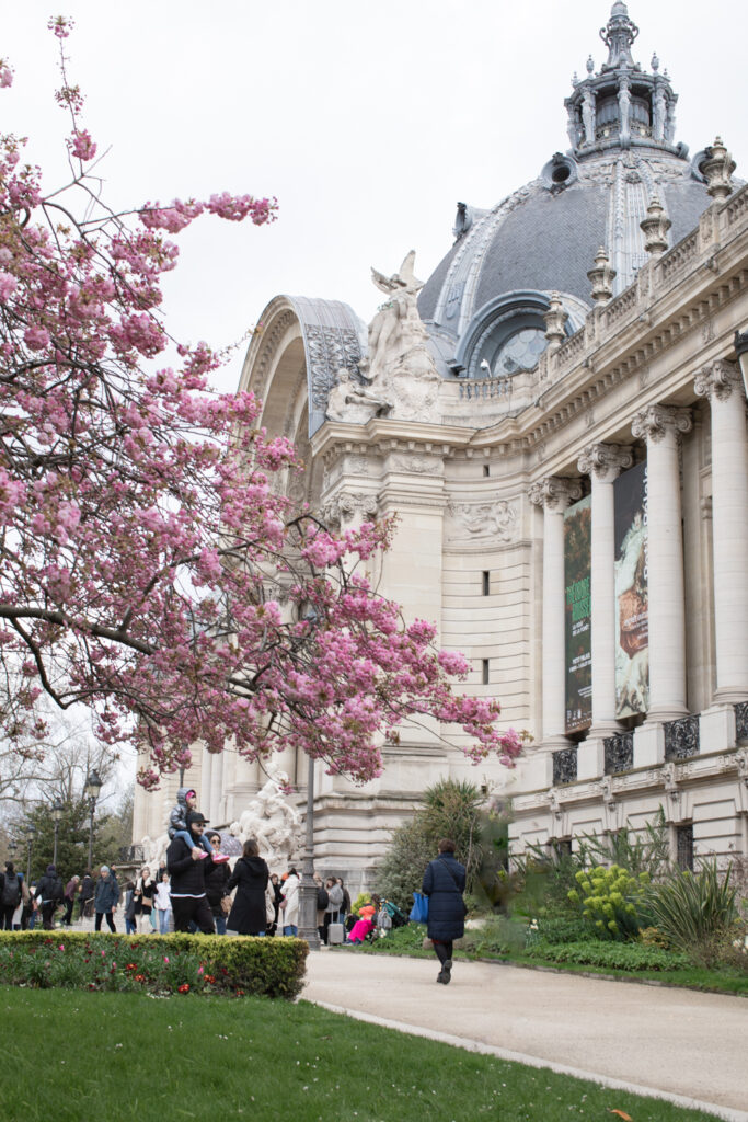 Cherry blossom in front of Petit Palais in Paris