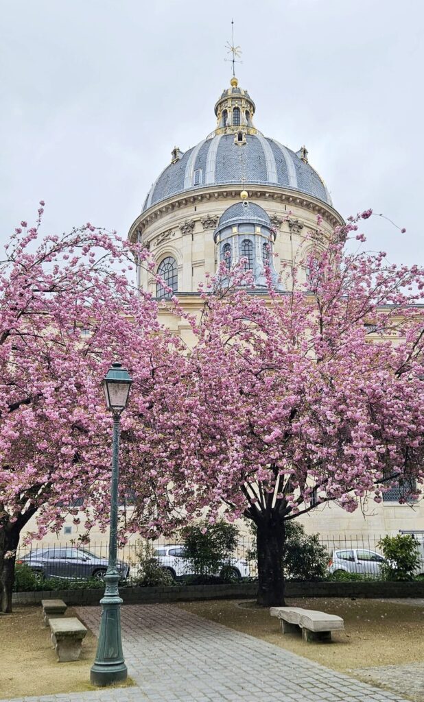 Cherry blossom in square Gabriel Pierne in Paris